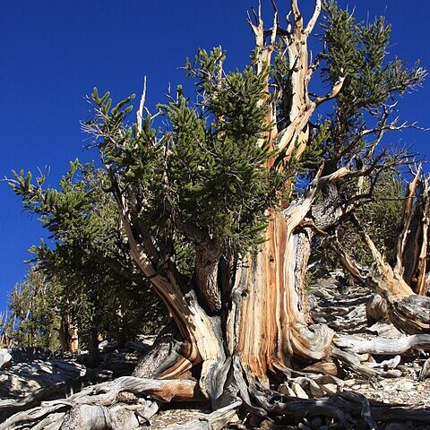 Pinus longaeva unspecified picture