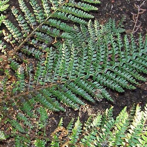 Polystichum proliferum unspecified picture