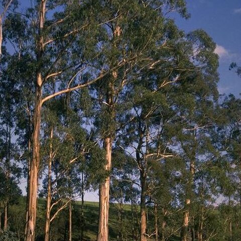 Eucalyptus globulus subsp. maidenii unspecified picture