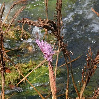 Mourera fluviatilis unspecified picture