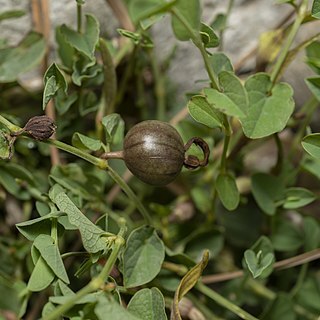 Aristolochia parvifolia unspecified picture