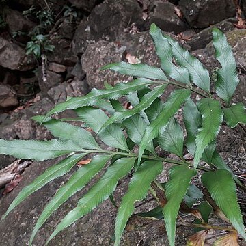 Asplenium oligolepidum unspecified picture