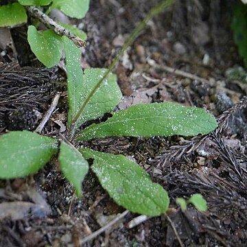 Carpesium glossophyllum unspecified picture