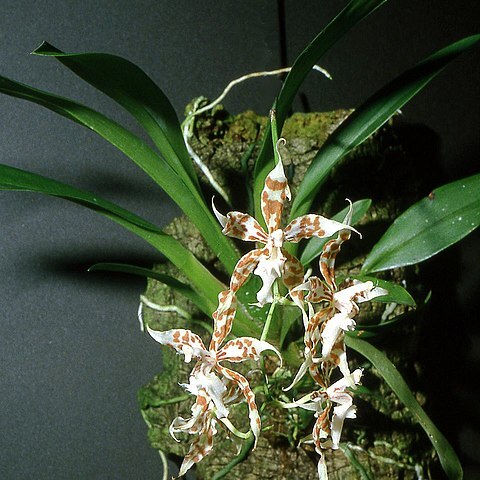 Oncidium crocidipterum unspecified picture