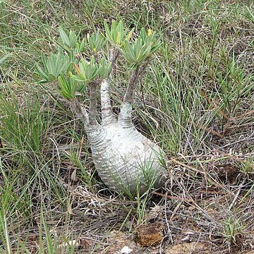 Pachypodium rosulatum subsp. gracilius unspecified picture