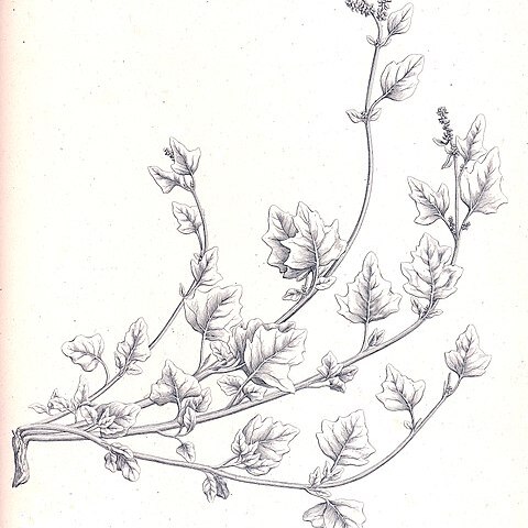 Atriplex crassifolia unspecified picture