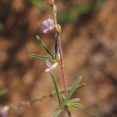 Aphyllodium unspecified picture