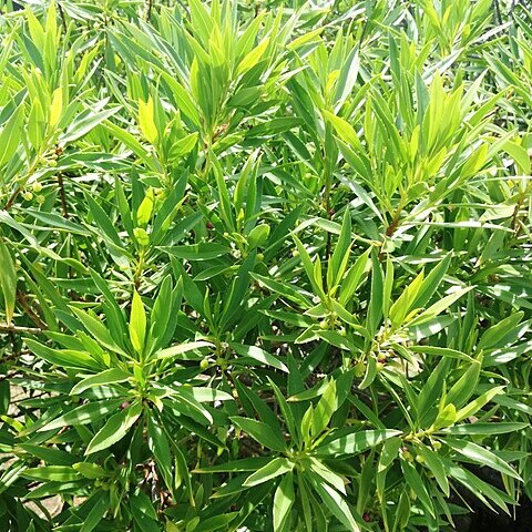 Myoporum mauritianum unspecified picture