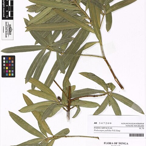 Podocarpus pallidus unspecified picture