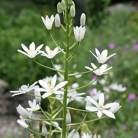 Ornithogalum arcuatum unspecified picture