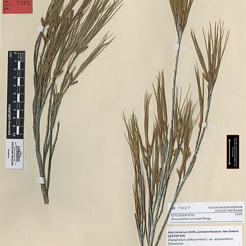 Dracophyllum acerosum unspecified picture