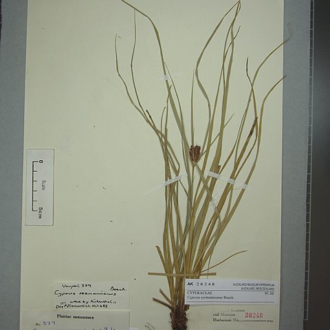 Cyperus seemannianus unspecified picture