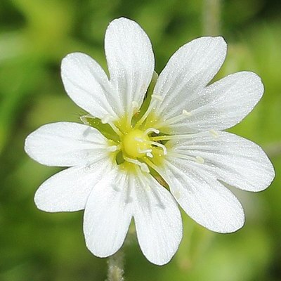 Cerastium furcatum unspecified picture