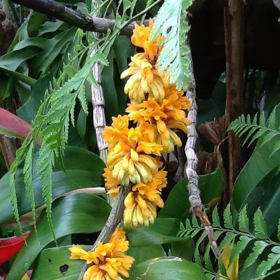 Dendrobium bullenianum unspecified picture