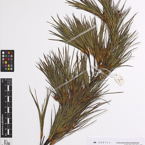 Dracophyllum arboreum unspecified picture