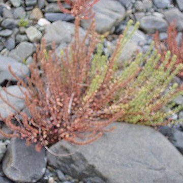 Epilobium rostratum unspecified picture