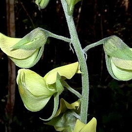 Crotalaria holosericea unspecified picture