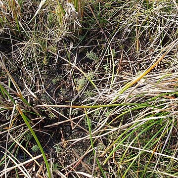 Myriophyllum robustum unspecified picture