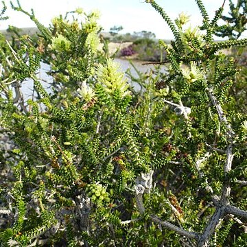 Melaleuca blaeriifolia unspecified picture