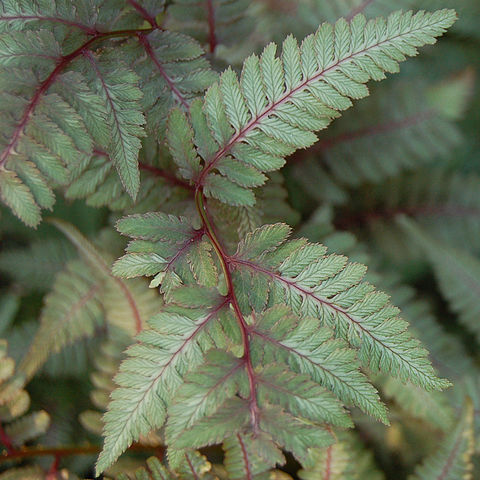 Athyrium niponicum unspecified picture