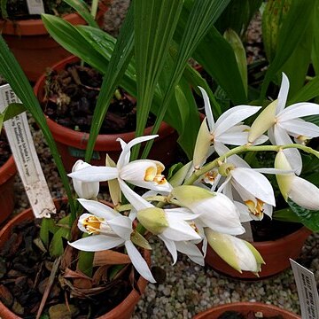 Coelogyne hirtella unspecified picture