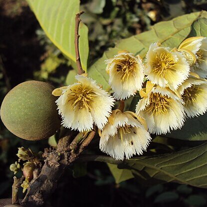 Elaeocarpus tuberculatus unspecified picture