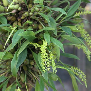 Dendrochilum uncatum unspecified picture