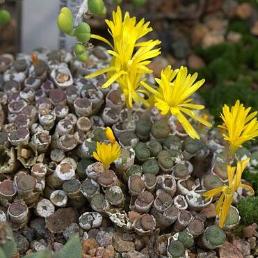 Conophytum auriflorum subsp. turbiniforme unspecified picture