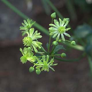 Knowltonia vesicatoria unspecified picture