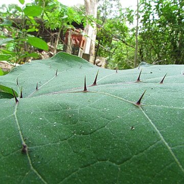 Solanum aturense unspecified picture