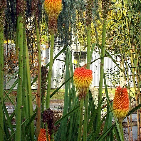 Kniphofia linearifolia unspecified picture