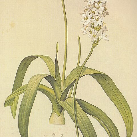 Ornithogalum conicum unspecified picture