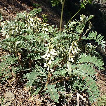 Erophaca baetica subsp. orientalis unspecified picture