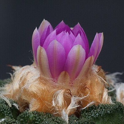 Ariocarpus bravoanus subsp. hintonii unspecified picture