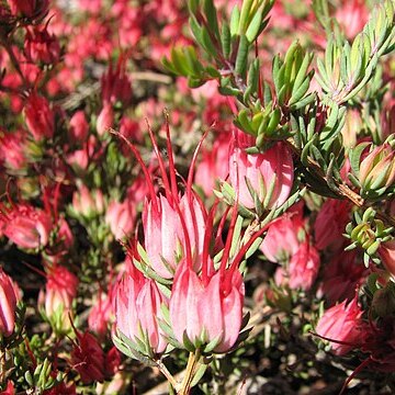 Darwinia taxifolia unspecified picture