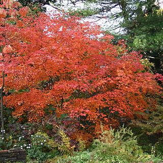 Acer japonicum unspecified picture