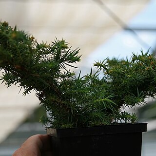 Cunninghamia konishii unspecified picture