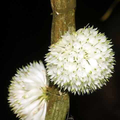 Dendrobium purpureum unspecified picture