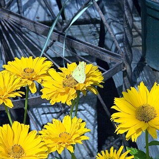 Heliopsis helianthoides var. scabra unspecified picture