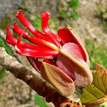 Chiranthodendron pentadactylon unspecified picture