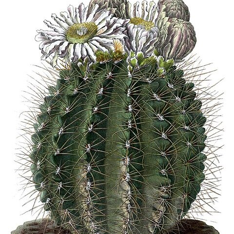 Gymnocalycium hyptiacanthum unspecified picture