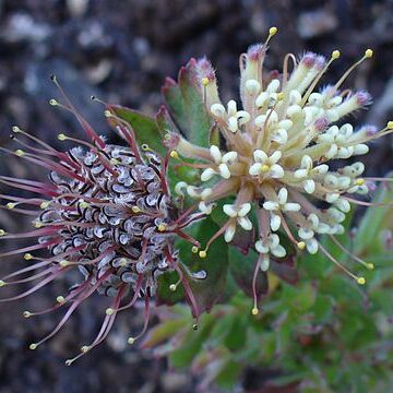 Leucospermum heterophyllum unspecified picture