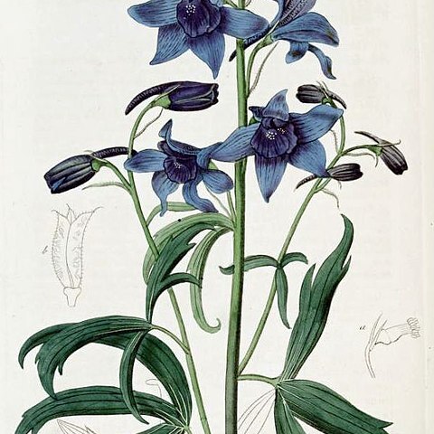 Delphinium cheilanthum unspecified picture