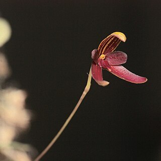 Bulbophyllum elassoglossum unspecified picture