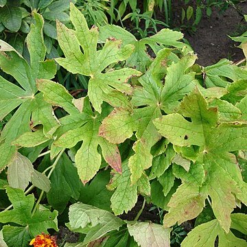 Podophyllum hexandrum unspecified picture