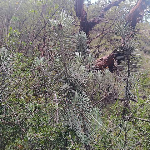 Diplostephium azureum unspecified picture