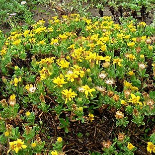 Heterotheca sessiliflora unspecified picture