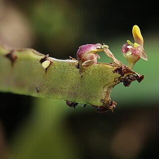 Bulbophyllum falcatum var. falcatum unspecified picture