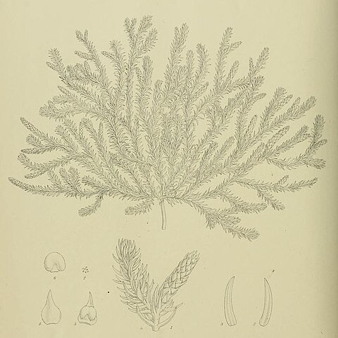 Lycopodiella diffusa unspecified picture