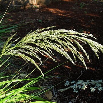 Eragrostis grandis unspecified picture